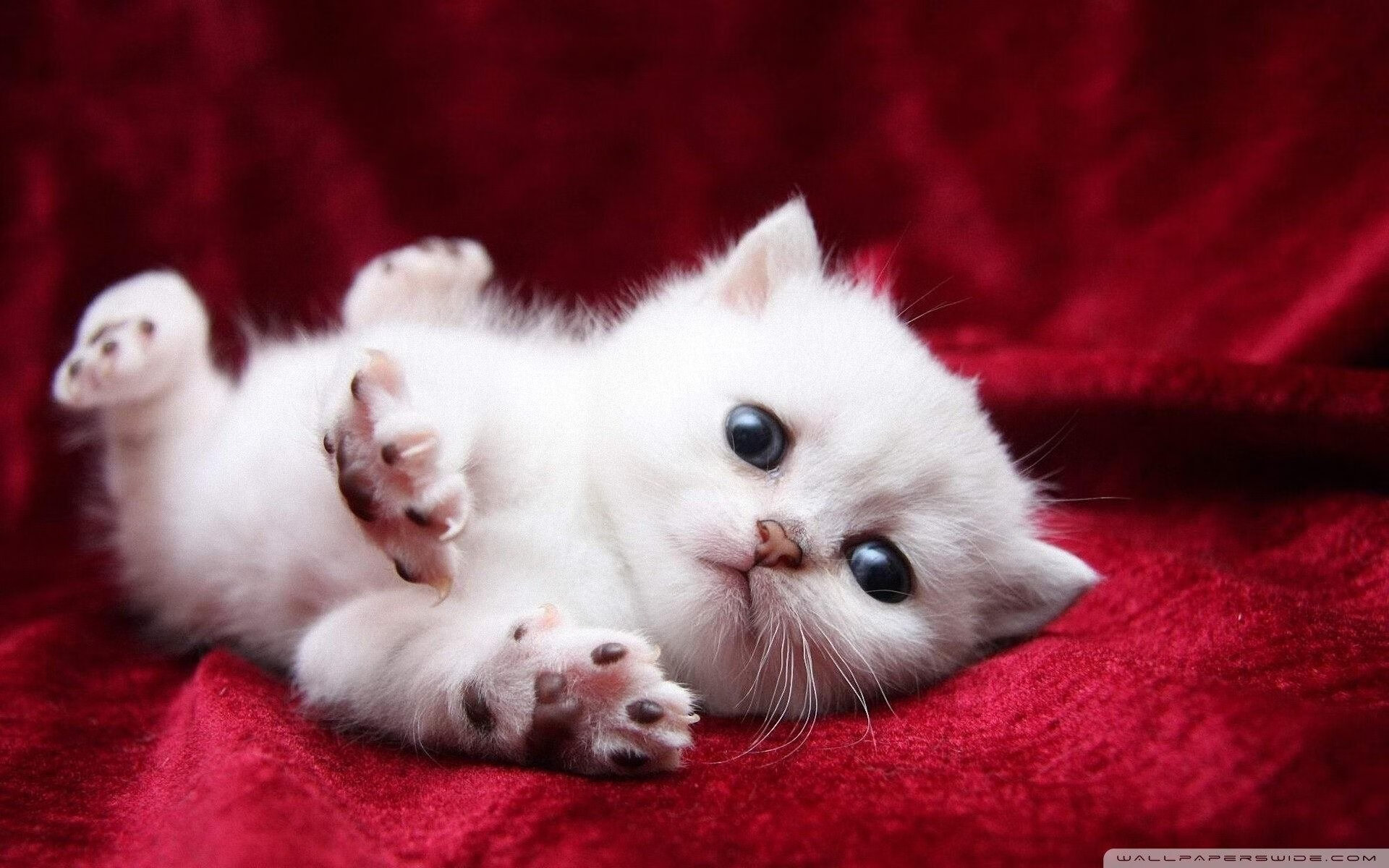 足球双线鏖战，德甲争冠白热化，塞维利亚生死战逆转玻利维亚