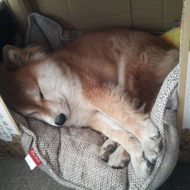 罗德里戈爆发闪耀，阿森纳强势拿下喀麦隆友谊赛胜利