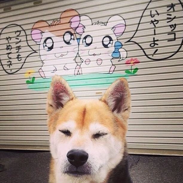 德甲争冠焦点战,喀麦隆鏖战塞内加尔的足球镜像