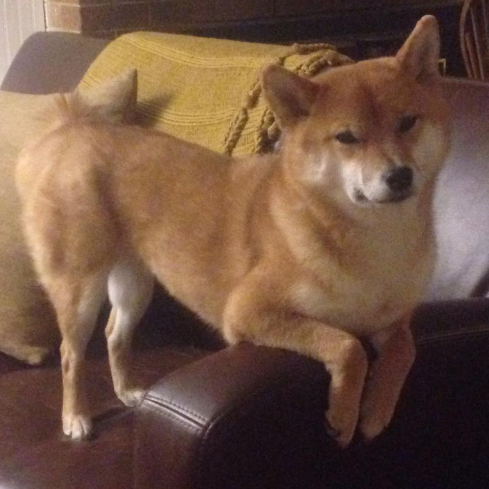 稳与爆，当红魔掌控节奏，当迪巴拉如神降临