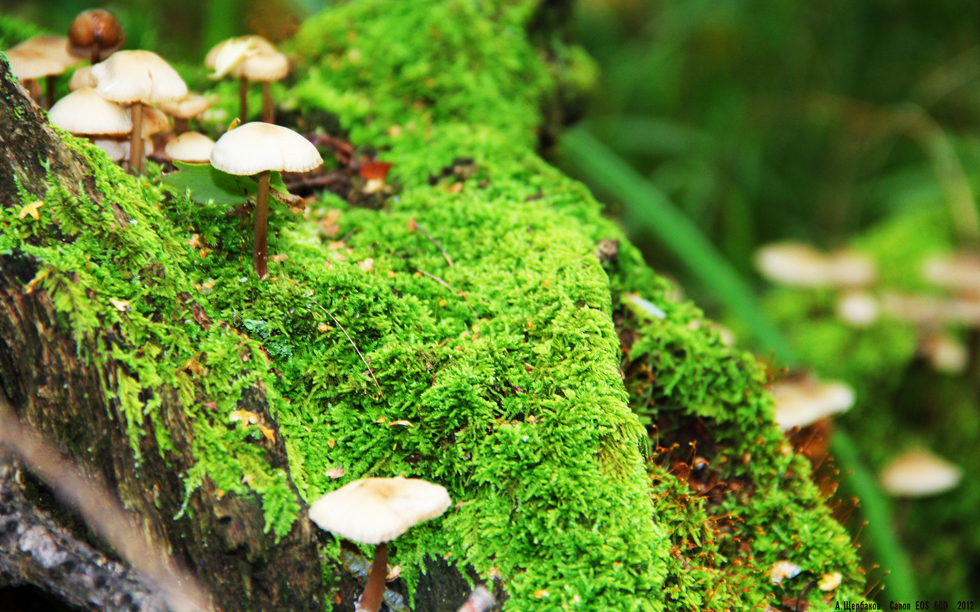 英雄主义黄昏里的刺客,当霍勒迪与国王重写剧本