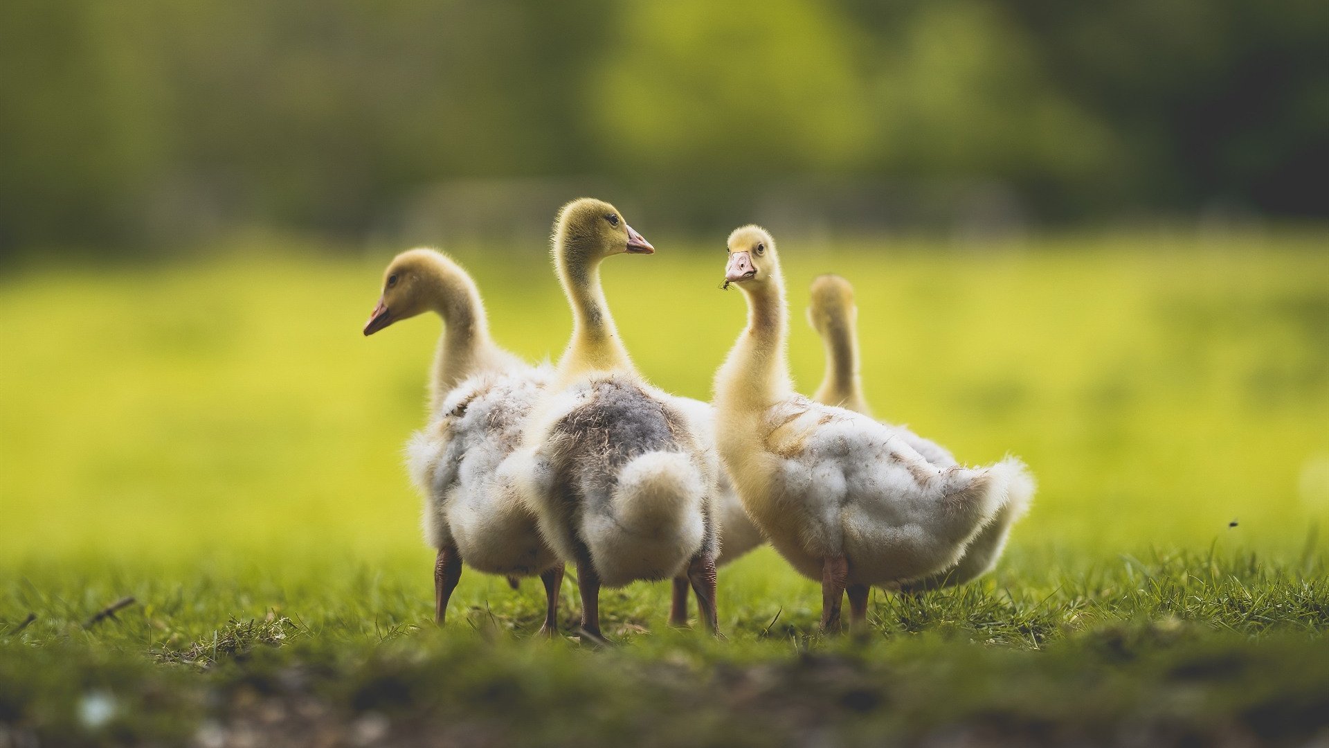 冰与火之歌,湖人铁索横江,字母哥孤星耀夜