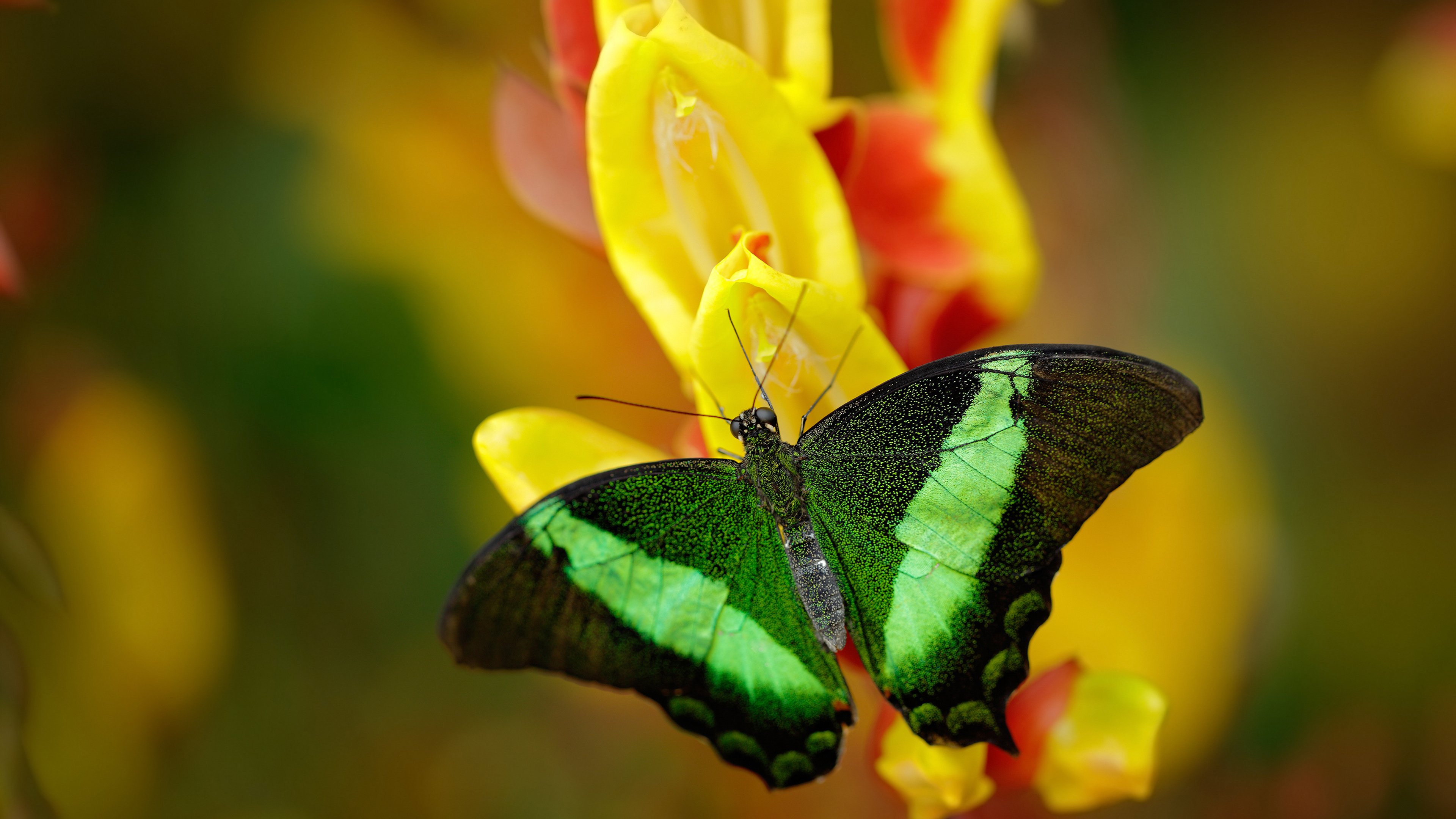 中美球场，异曲同工，霍勒迪季后赛封神与雷霆鏖战山西的竞技交响