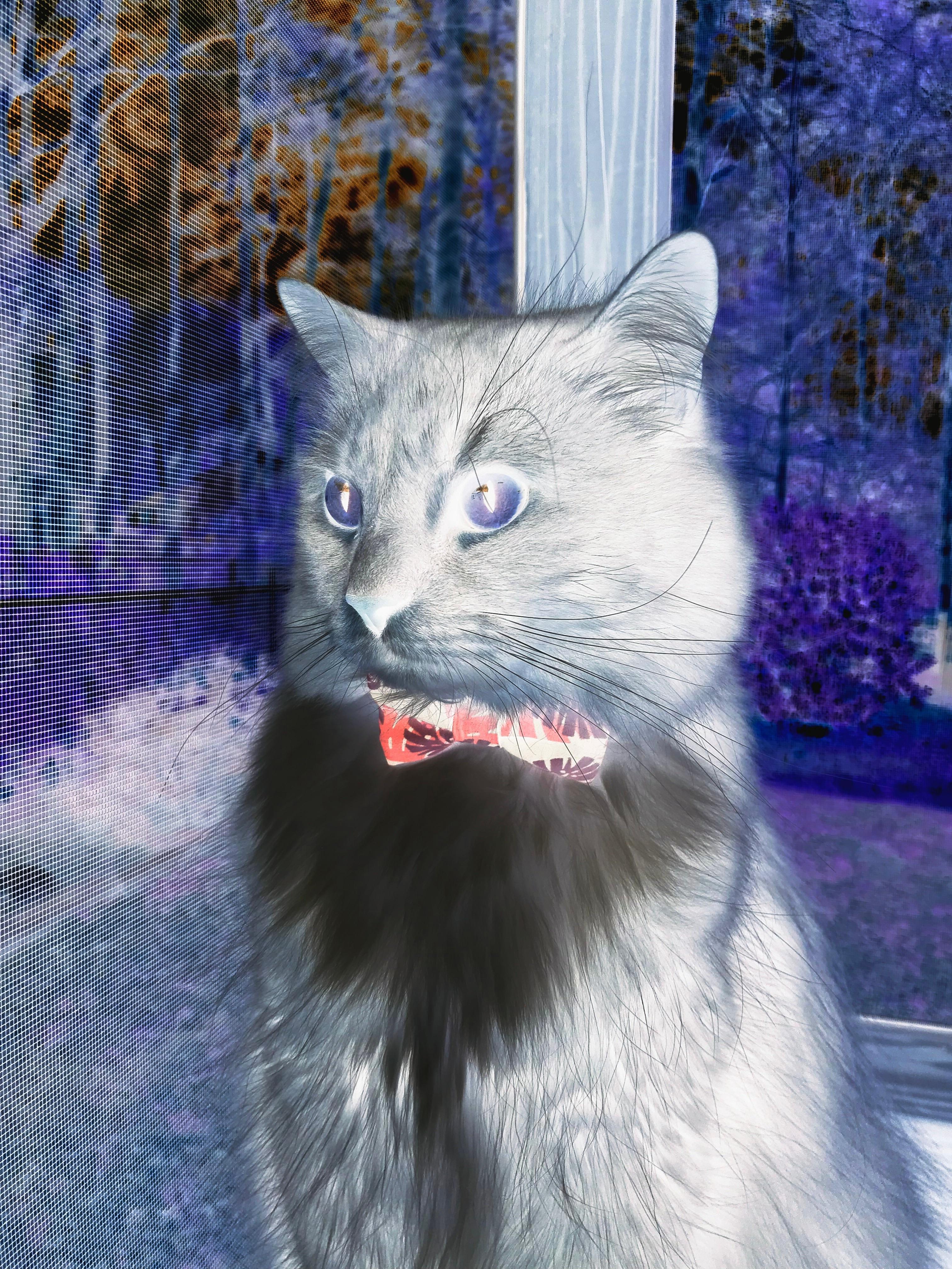 黄昏锋芒,当凯尔特人带走太阳,西亚卡姆在暗处写下自己的接管宣言