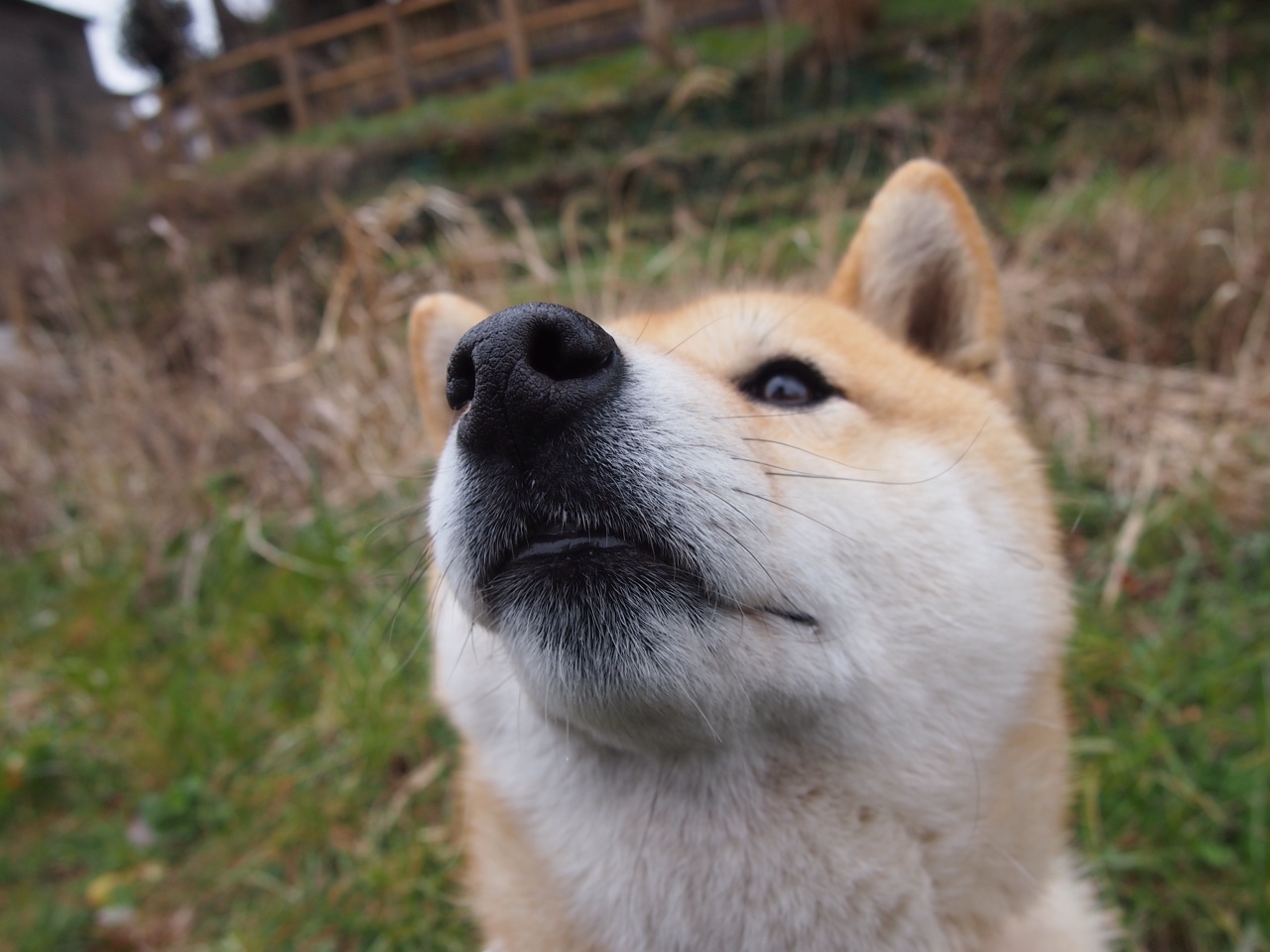 骑士vs湖人,小贾伦稳定输出不掉线,率队捍卫主场荣耀