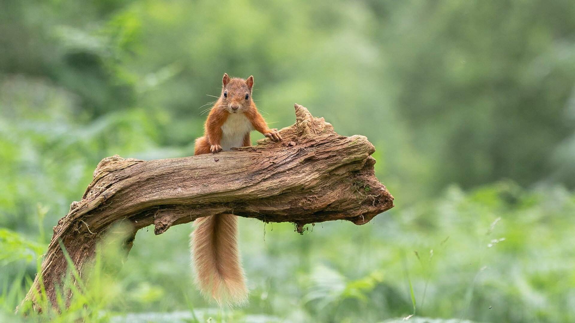 铁肩，2026世界杯之夜的无声誓言