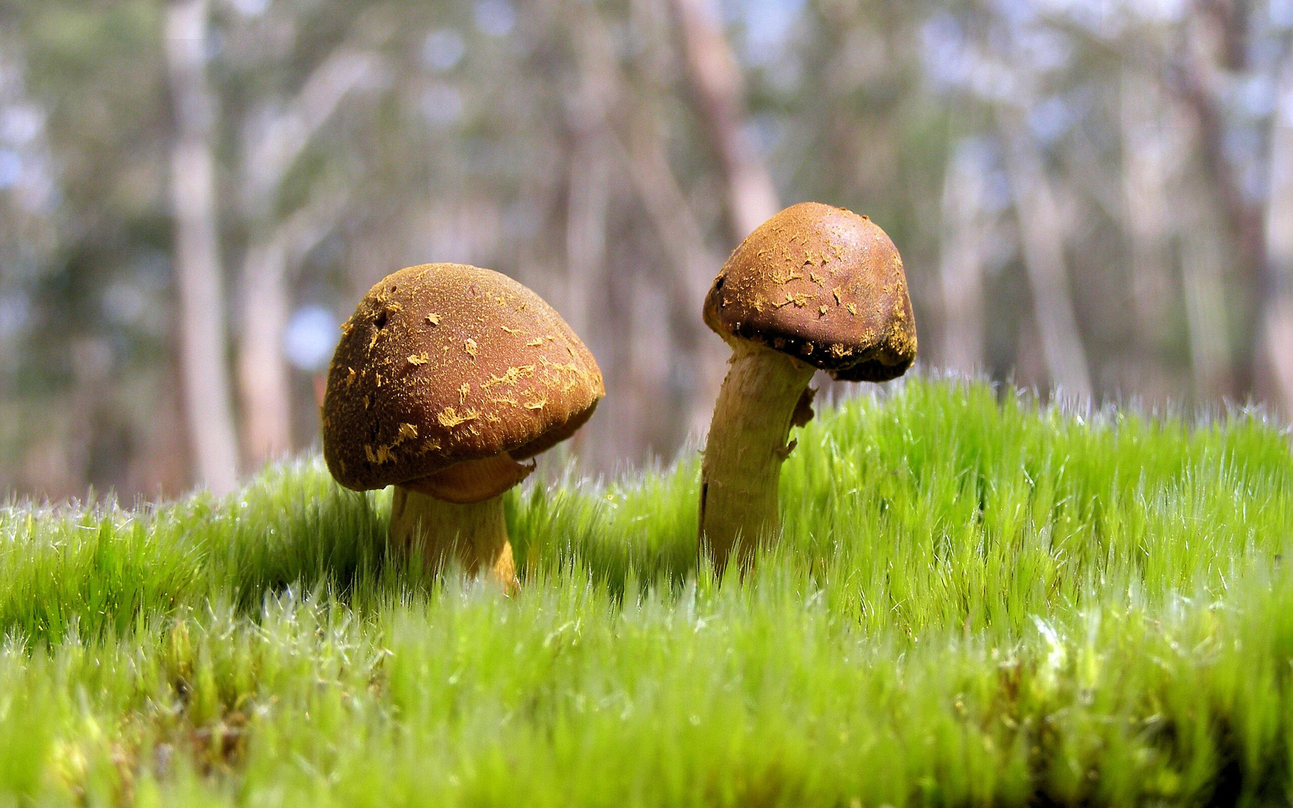 世俱杯决赛-当赛道陷入混乱之夜,奥亚尔萨瓦尔成为意外焦点