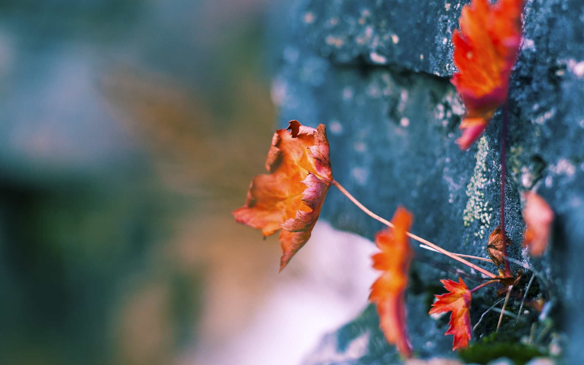 绿茵场上的战术演绎,莫德里奇传奇依旧,多特蒙德压制美国新星