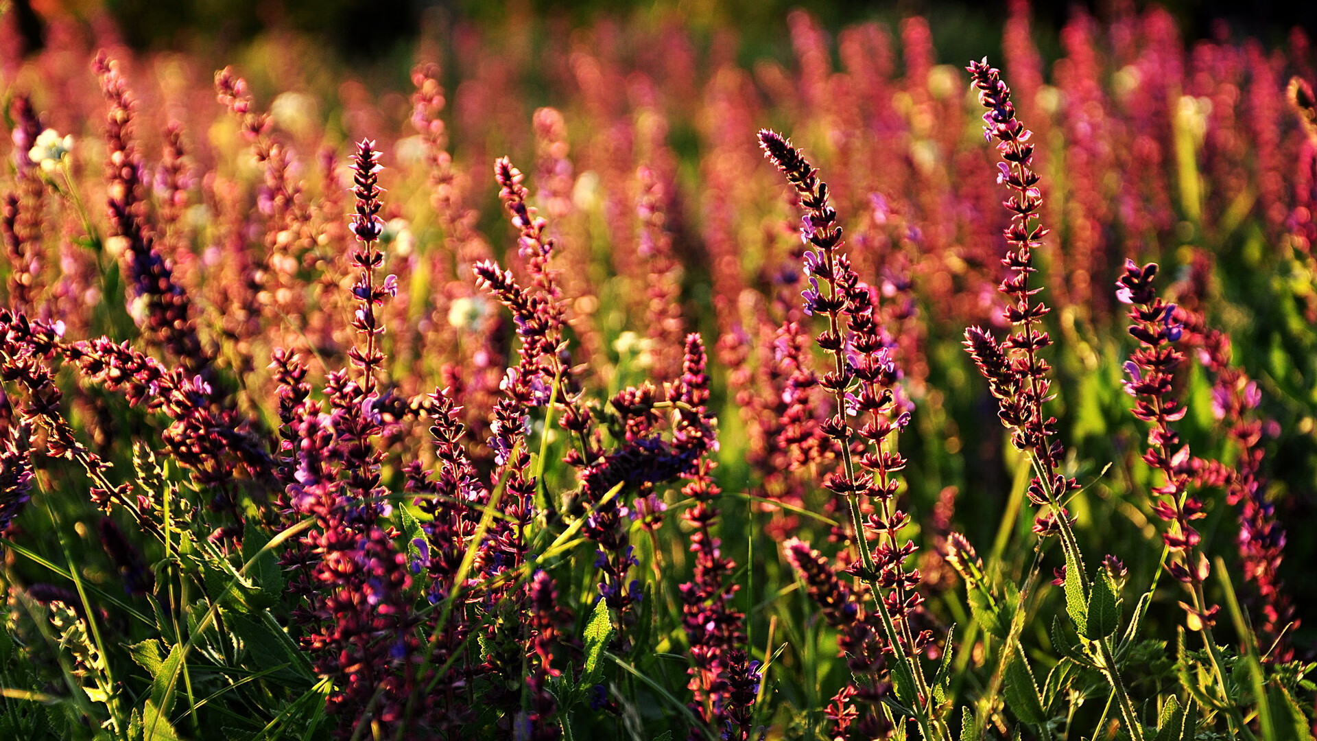 金玟哉一手掌控比赛走势，切尔西巅峰对决胜出佛罗伦萨